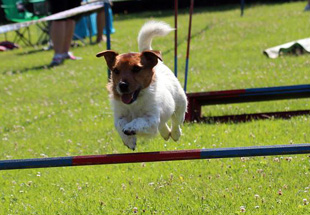 Jack Russell Terrier facendo l'agility