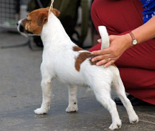 Stichelhaariger Jack Russel Deckrüde