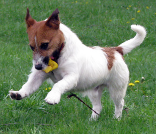 A stud dog Jack Russel Terrier