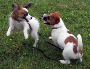 Il jack russel giocando con un altro cane