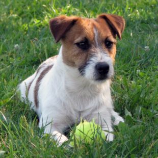 Jack Russel Terrier