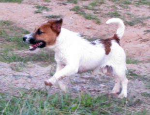 Jack Russel near a lake