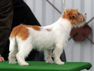 Jack Russell Terrier e una show