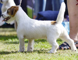 Krycí pes Jack Russell Terrier