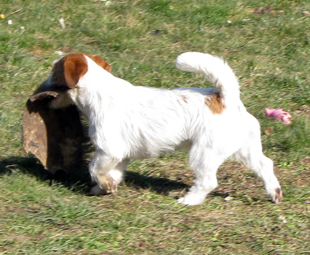 Jack Russell Terrier - Southjack Ghiaccio Bollente