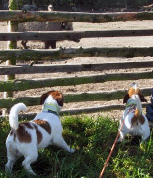 They would love to run inside