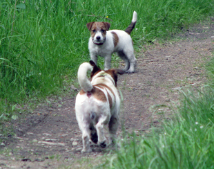 Jack Russell Terrier nel bosco