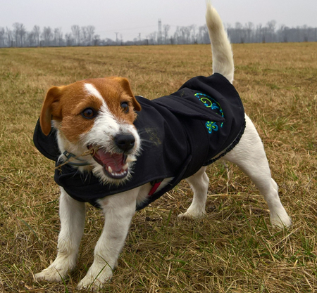 Top australische Jack Russell Terrierwelpen - Stitary - Sumna - Bezirk von Znaim