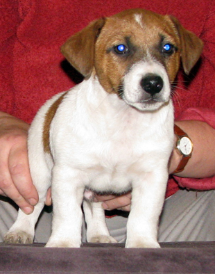 Štěně Jack Russell Terriera