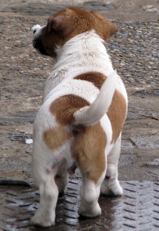 Jack Russell Terrier - štěně