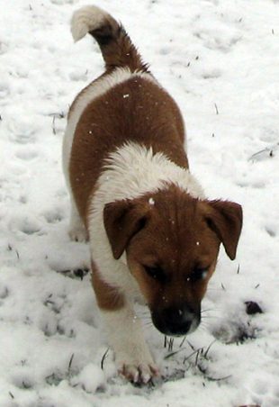 Jack Russell Terrier - štěně