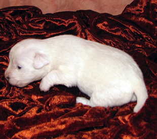 Jack Russell Terrier puppy