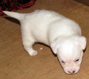 Cucciola di Jack Russell Terrier