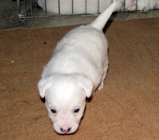 Una cucciola dall'allevamento Armonia Canina