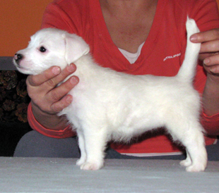 Cucciola di Jack Russell Terrier