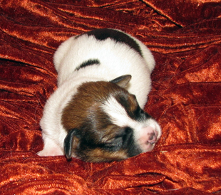 Jack Russell Terrier Welpe