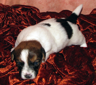 Jack Russell Terrier Welpe