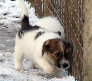 Un cucciolo dell'allevamento Armonia Canina