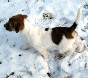 Un cucciolo dell'allevamento Armonia Canina