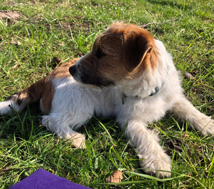 Ein Welpe von Jack Russell Terrier