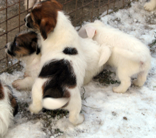 Welpen von Jack Russell Terrier